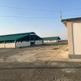 Maldarçylyk ferma satlyk