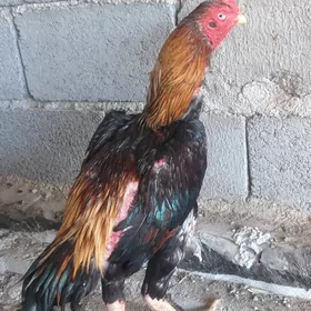 Satlyk taşkent