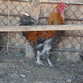 DOMINANT HORAZLAR