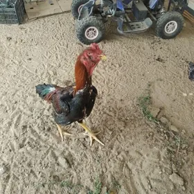 TAŞGENT HORAZ