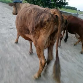 DARGAL