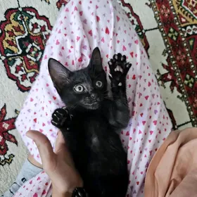 Котёнок Только в Добрые Руки!