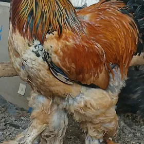 Brama horaz