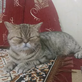 кошка