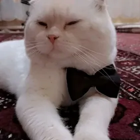 Pamuk