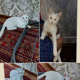 ak paroda pisik