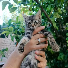 котята мальчики