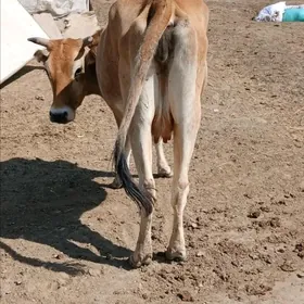 sygyr