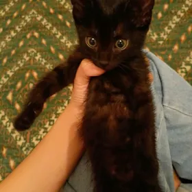 котёнок, кошка