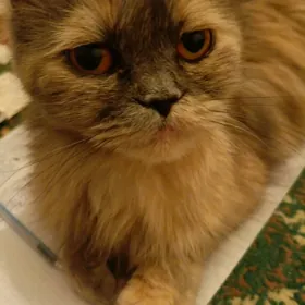 кошка