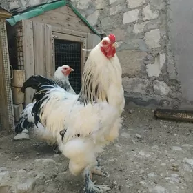 Brama