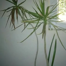 Dracena