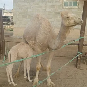 köşekli ak maya