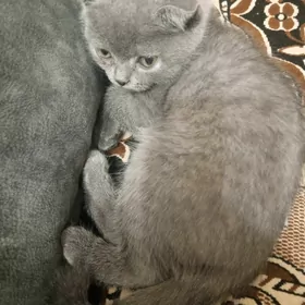 котёнок