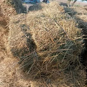 Ůrunja
