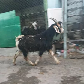 çebisler gyşlaky