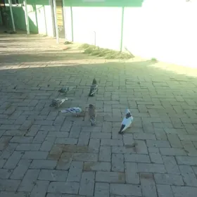Kepderi