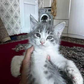 pişik