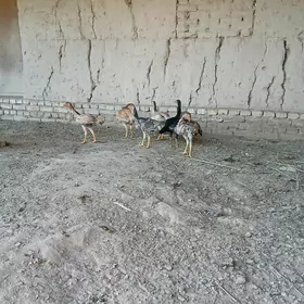 жуйже