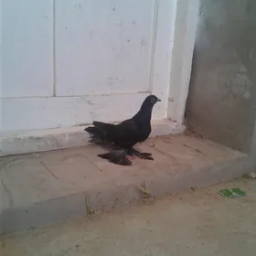 Kepderi