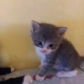 котёнок