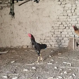 paroda hozaz