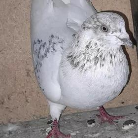 kepderi