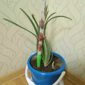 Aloe