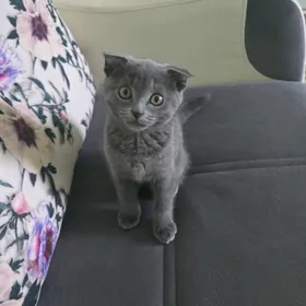 шотландский  пишик