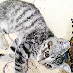 pişik