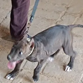 Pitbull