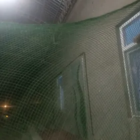 Balyk tutulyan setga