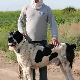 garabas