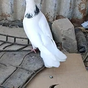 kepderi