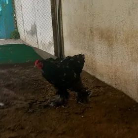 Mramor brama
