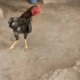 paroda horaz