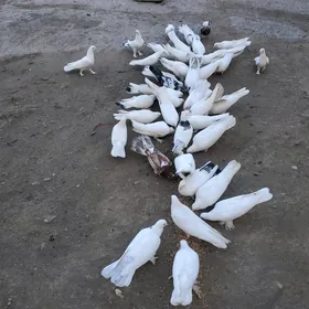 Kepderi Голуби