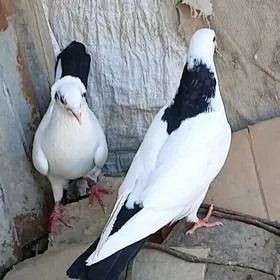 kepdery
