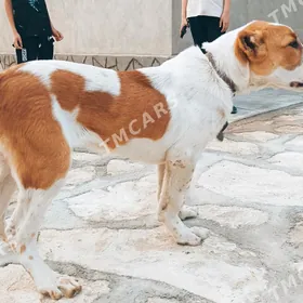 Alabay Türkmen köpek