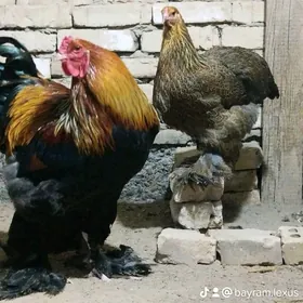 Gold Brahma
