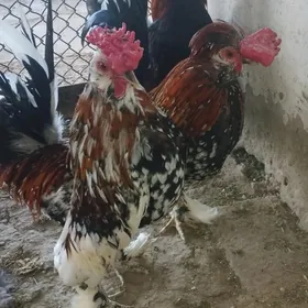Karnik
