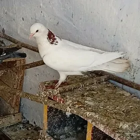 Kepderi