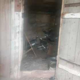 Sizarka