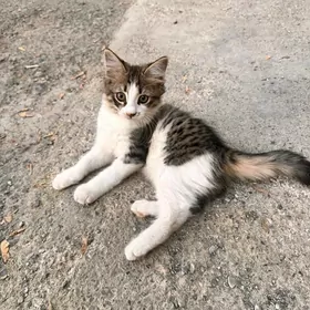 котята мальчики