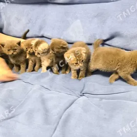 Шотландские Котята