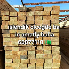 Agac pilimut