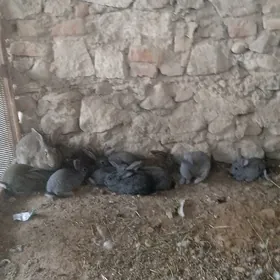 Tawsan