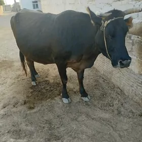 Sygyr