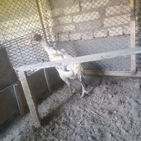 баец