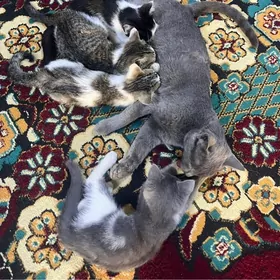 пишик, pişik